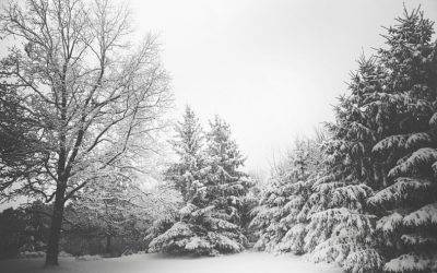 Is Your Business A Winter Wonderland or An Arctic Blizzard?